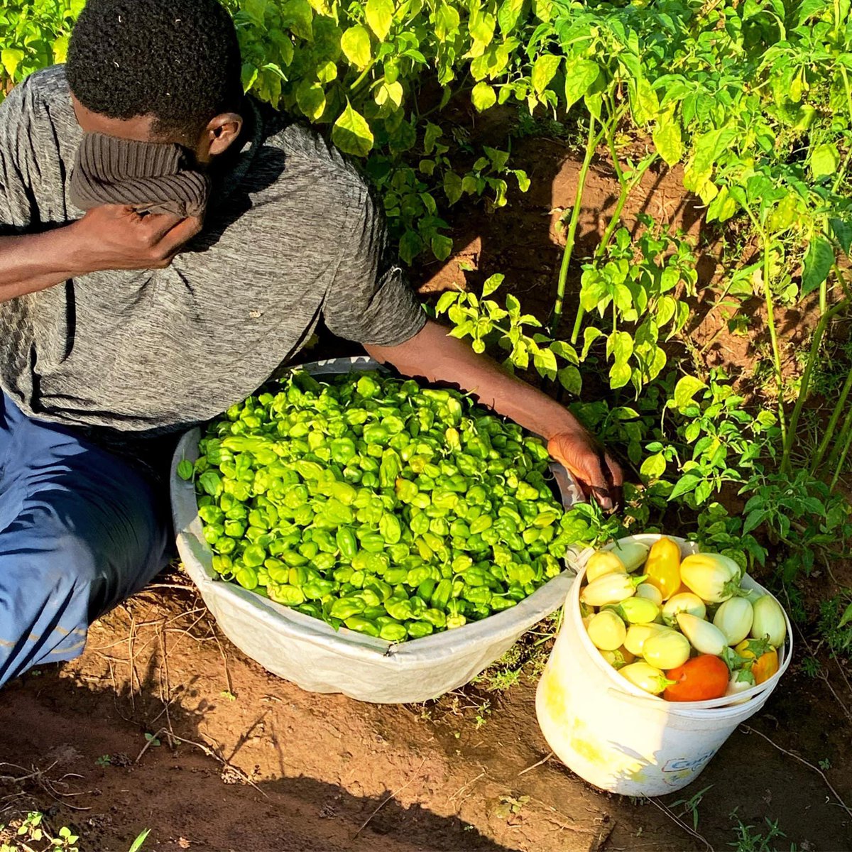 LEARN FARMING THE BUSINESS WAY 

Branding is very good but the quality of your product is bigger. Branding will bring the customers but quality will keep them.