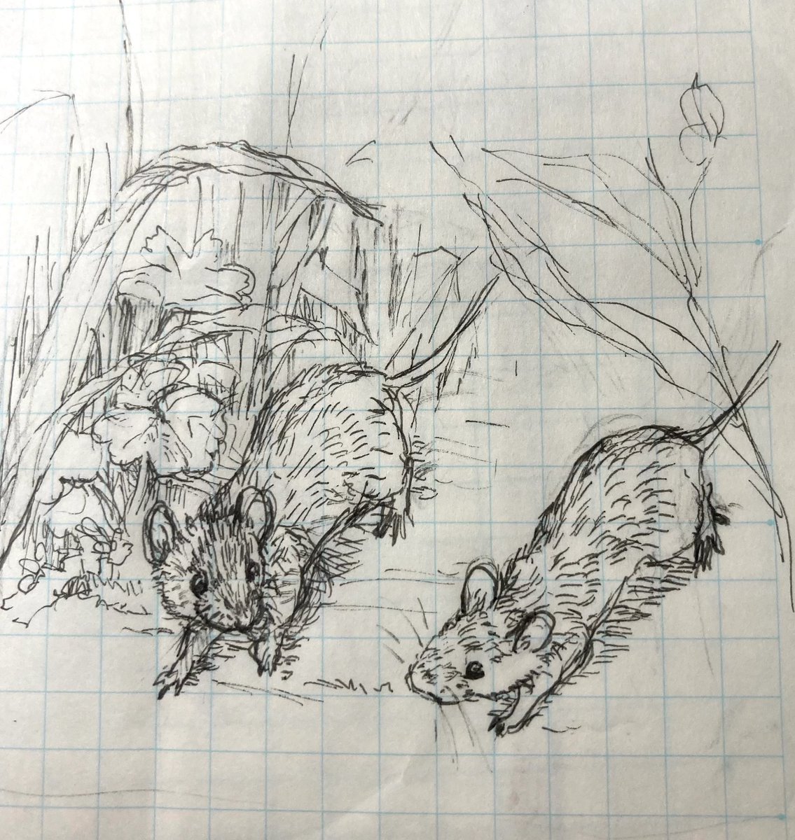 _φ(･_･  　どこへいこうか？

#ラクガキ #rough #roughsketch #rodents #小さいねずみの小さな世界