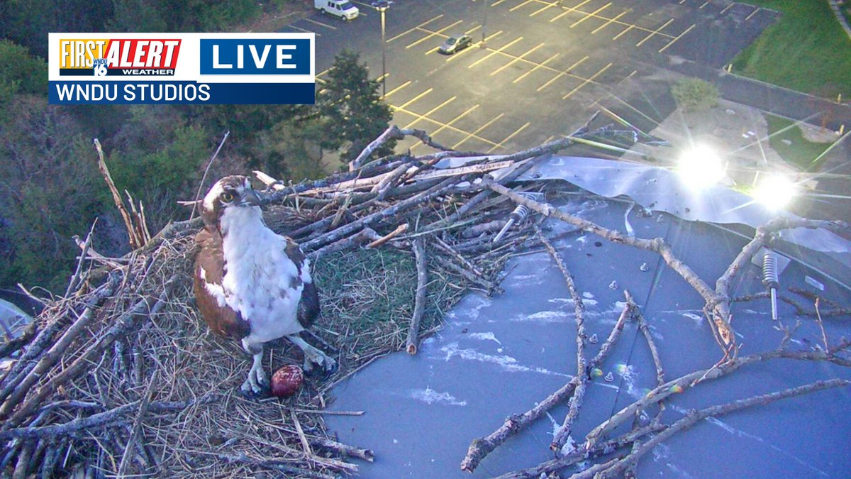 Osprey 'Yo, you checking out my egg?'

We will likely get one or two more eggs over the next several days on top of our @16NewsNow

#INwx #MIwx #FirstAlert