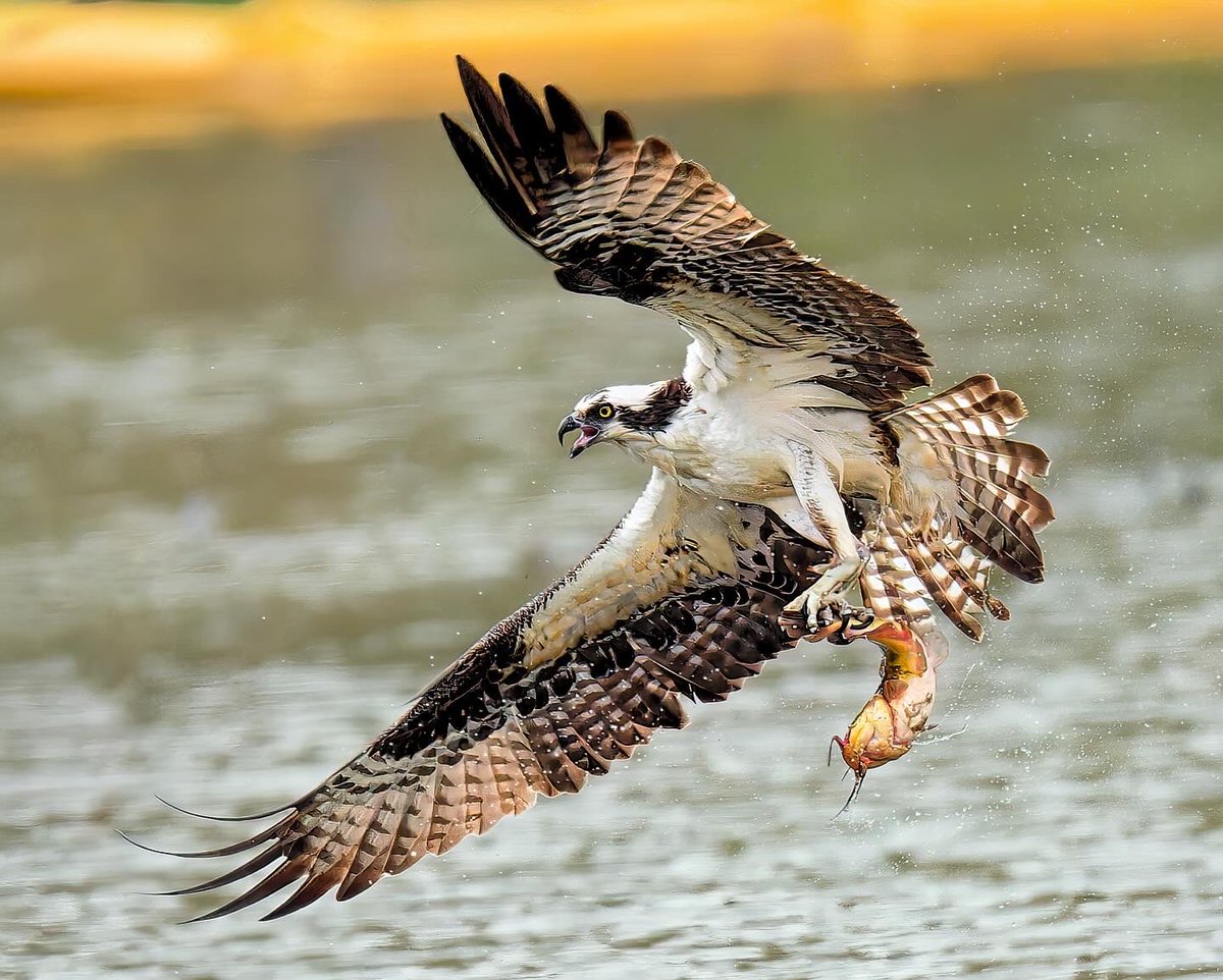 Osprey catching a Bullhead catfish at the Harlem Meer on 4/19 #birdcpp @BirdCentralPark