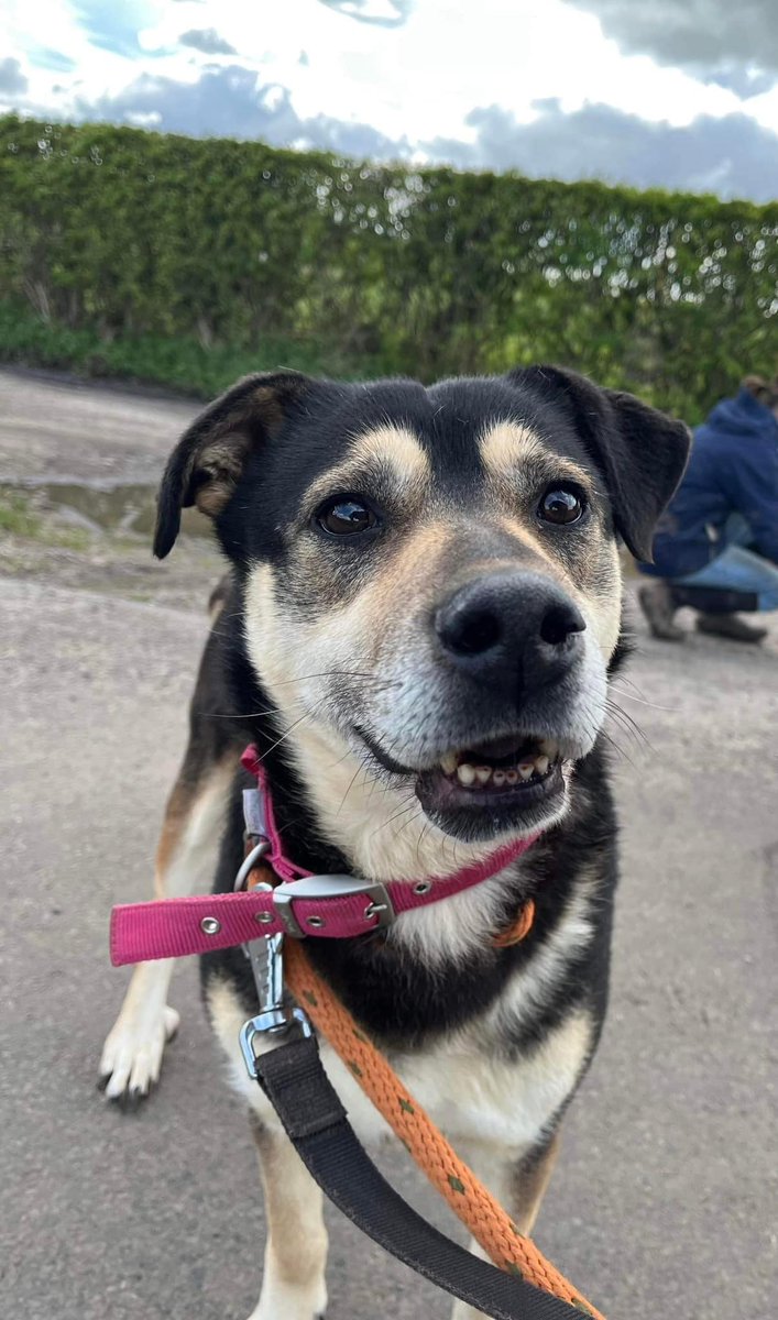 Hi, I’m Penny and I’ve spent most of my life in kennels. I’d love to have a warm retirement home and family of my own. I’m in the UK now if you’d like to come and meet in in #Nantwich? pawprints2freedom.co.uk/adopt #adoptable #adoptme #romanianrescue