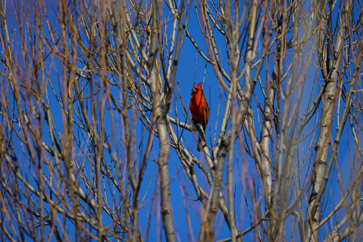 A Cardinal hiding in spring curtains! Have a smiling start to a new week😊 #birds #birding #birdsinwild #birdphotography #Smile #twitterbirds #twitternaturecommunity #IndiAves  #twitternaturephotography #Birdsoftwitter #Canonphotography #BirdTwitter #BirdsSeenIn2024 #Shotoncanon