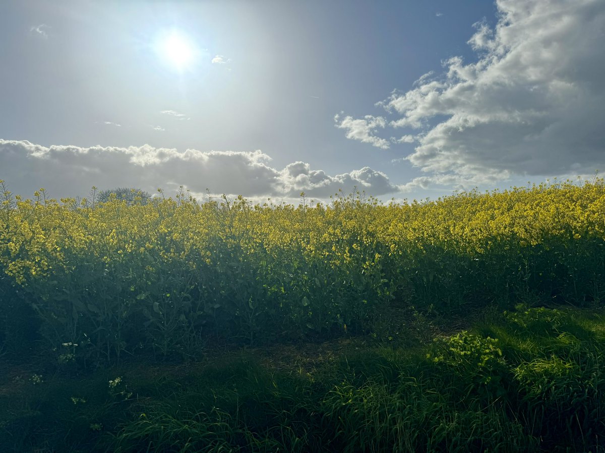 #sundayrunner love this time of year #Essex