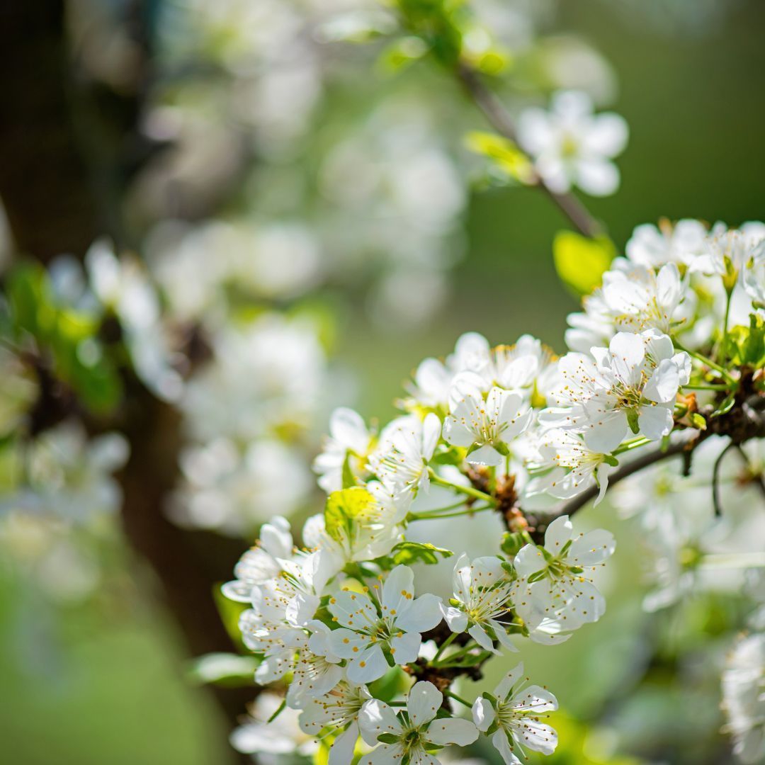 TheTreeCouncil's tweet photo. The Orchard Network has launched Orchard Blossom Day, an annual celebration in late April with events like tours, produce fairs, picnics, and crafts across the country.

@UK_Orch_Network #SpringInYourStep

Find out more: 
https://t.co/nh4FlfjgDY https://t.co/hY3TL2FRT5