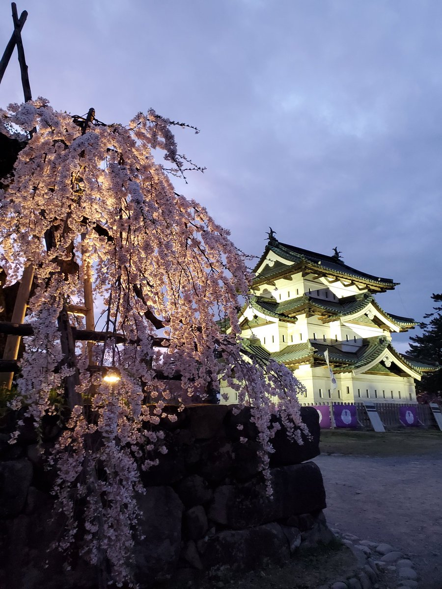 zhydm's tweet photo. #弘前さくらまつり

#青森県
#弘前市
#弘前城
#弘前公園
#弘前公園桜散歩2024
#弘前ぐらし 
#弘前
#お花見2024 
#お花見
#花見 https://t.co/ieJ2T0tAtb