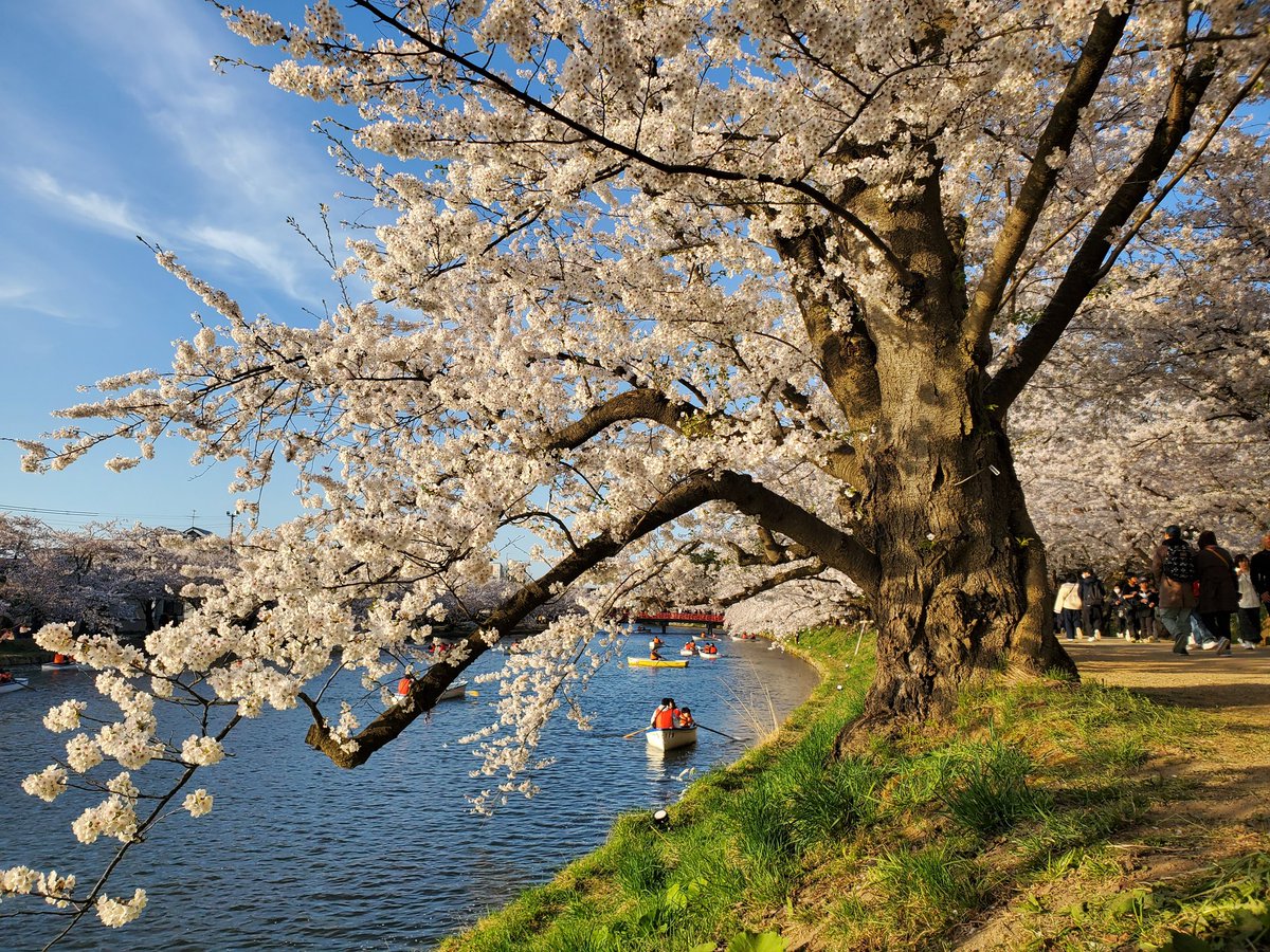 zhydm's tweet photo. #弘前さくらまつり

#青森県
#弘前市
#弘前城
#弘前公園
#弘前公園桜散歩2024
#弘前ぐらし 
#弘前
#お花見2024 
#お花見
#花見 https://t.co/ieJ2T0tAtb