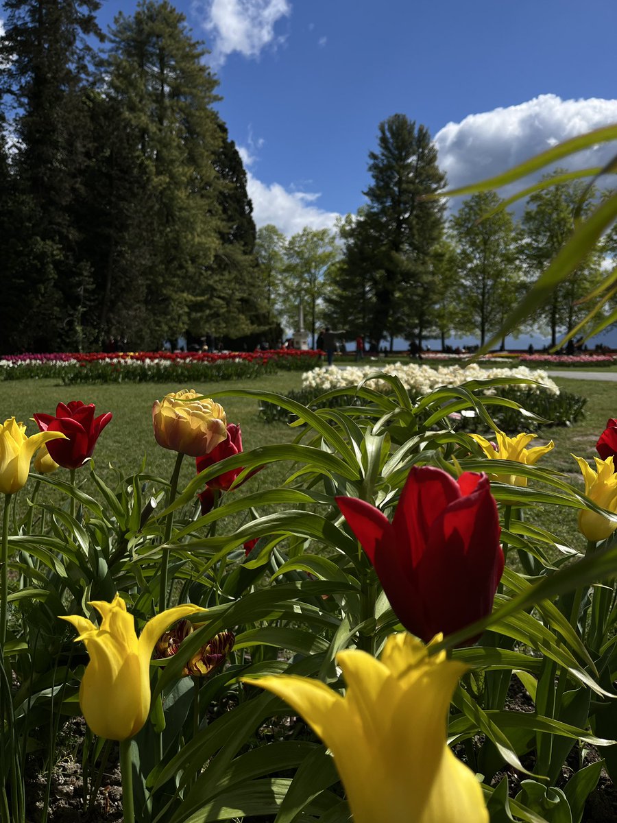 kobe_foundation's tweet photo. Tulip festival in Morges 😎🇨🇭 https://t.co/2smRZnA4YY