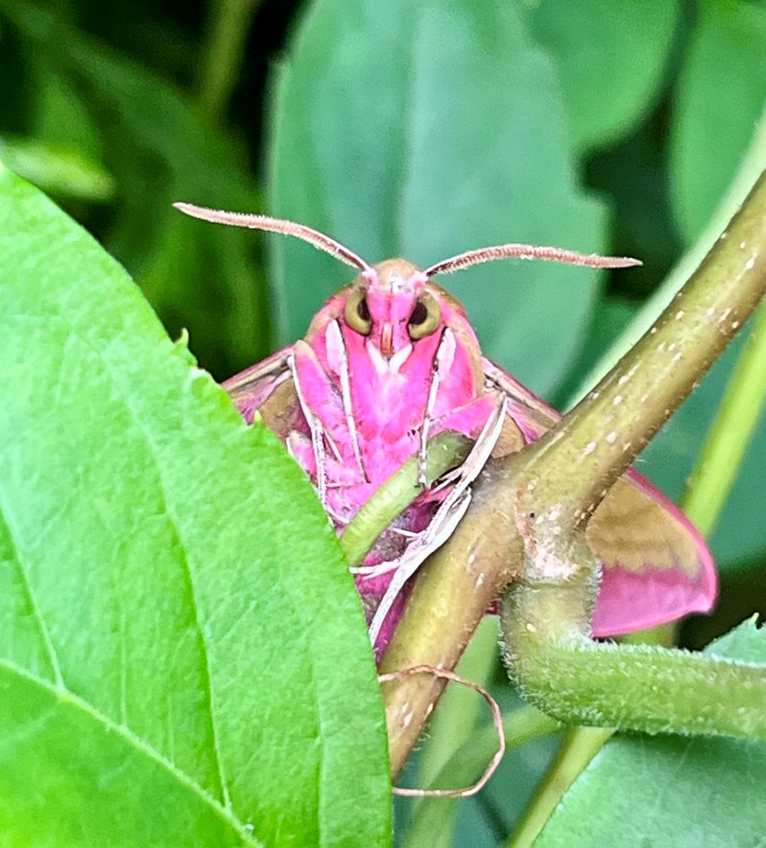 The City Nature Challenge starts in Coventry this weekend! From Friday we'd love to see as many residents taking part in the challenge as possible! It's free to enjoy and participants will be contributing to our city's biodiversity 🌏 Check out the free events on offer⬇️