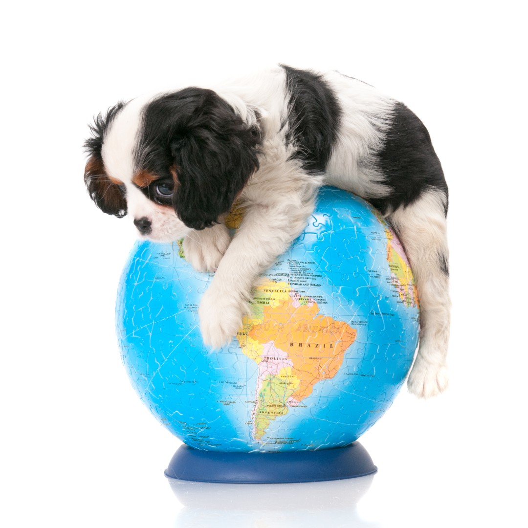 For Earth Day 2024, together, for everyone, everything, every day…
#earthday2024 earthday.org

One simple thing you can do is to pick up any rubbish you see on your walk. This helps wildlife and the planet.

#internationaldogday #loveyourdog #cavalierlove #ckcs