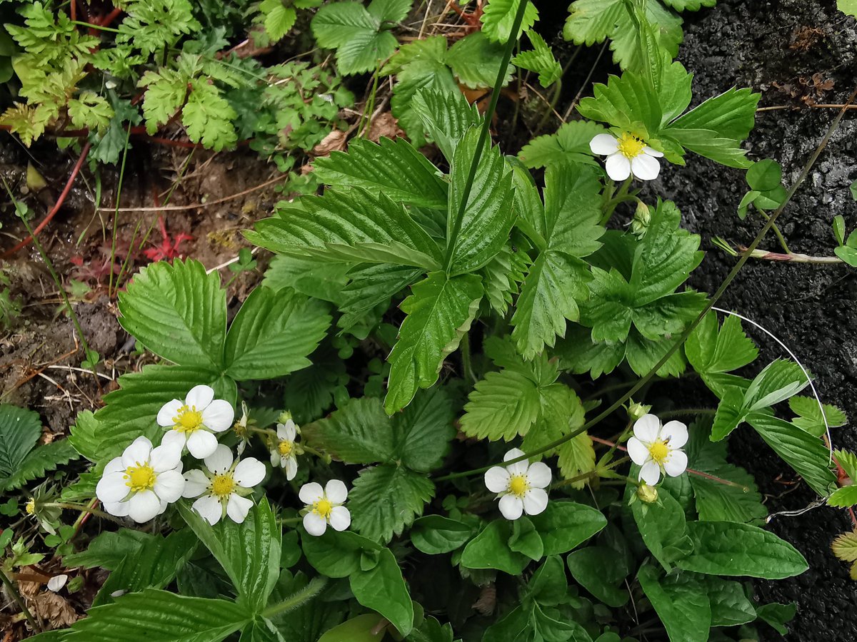 Apparently wild strawberry flowers feed 50 different species of bees especially in early spring. Very good reasons to grow many more of them 🍓