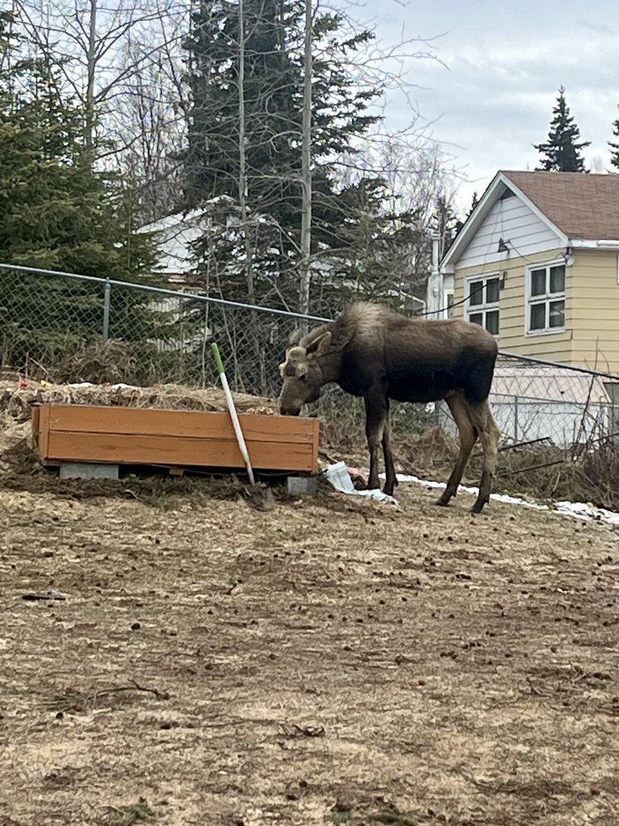 My daughter in Alaska sent this last night…I’ve encountered a few hiking in the snow, they’re gigantic. The real “ Backyardigans” 😳