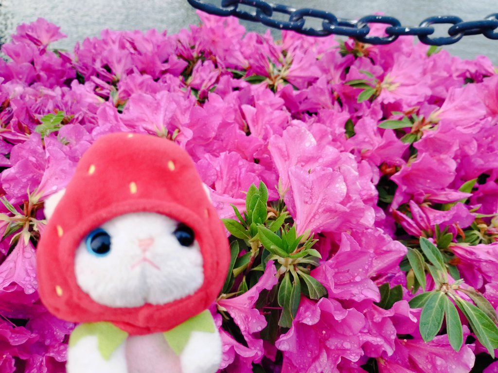 ツツジみっしり!🌸🌸🌸🌸🌸🌸
#choochooの日　#猫の日
#choochoo本舗　#ぬい撮り