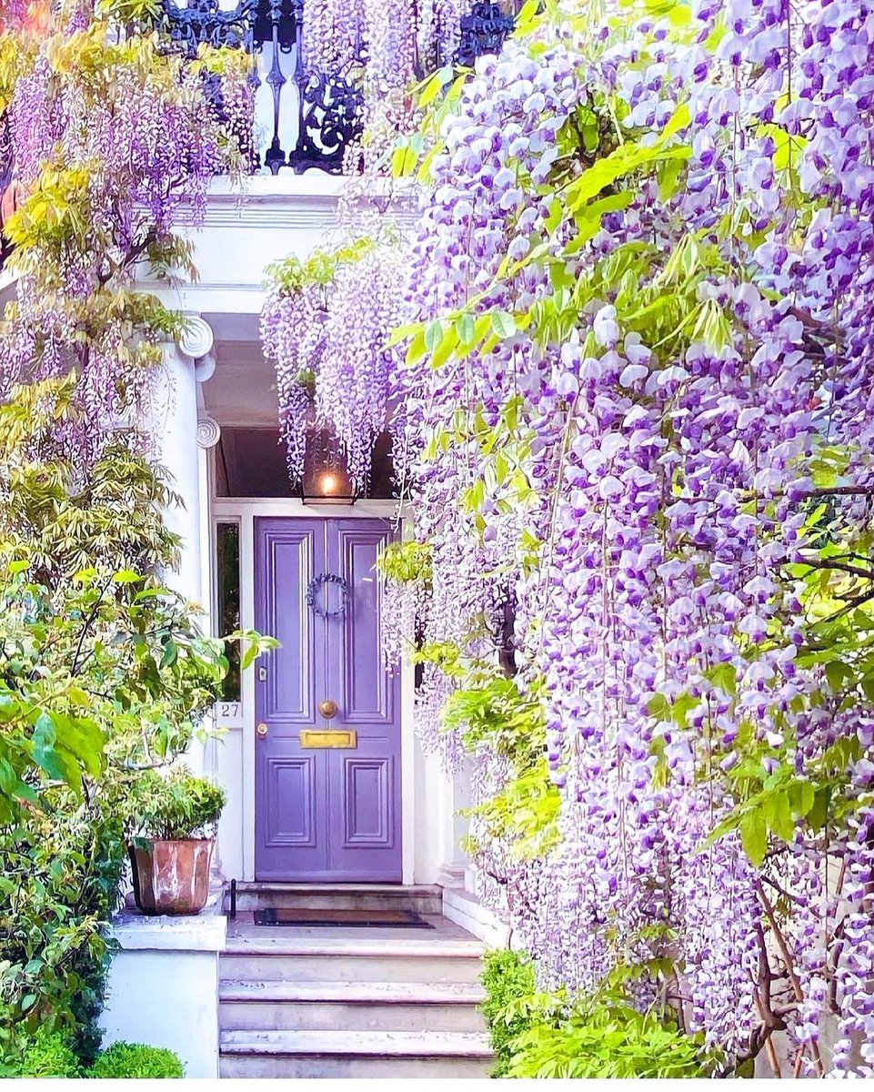 Wisteria bloom 🍃
#springtime in purple 🪻