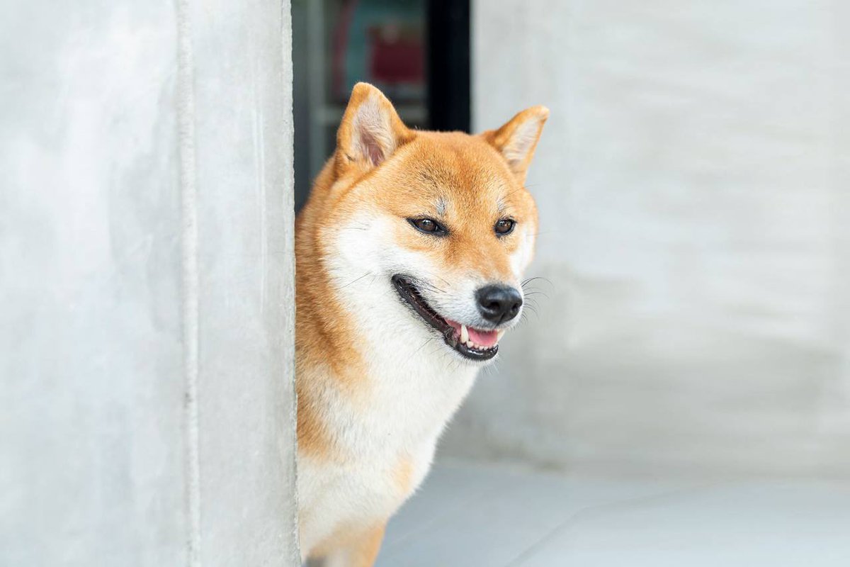 #Shiba Inu ekibi henüz yayınlanmamış #TREAT tokenını satarak 12 milyon dolar topladı. #Crypto #Btc