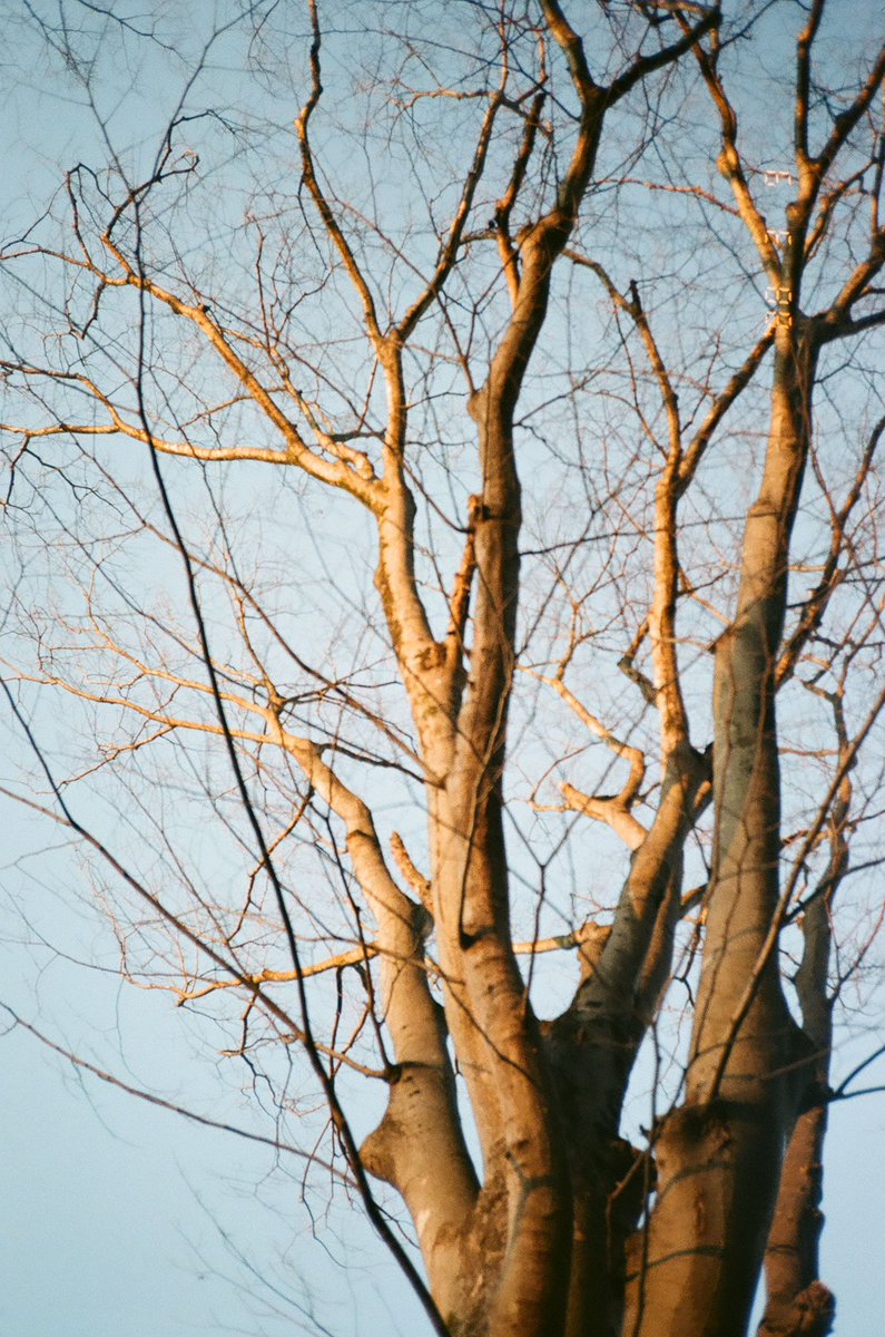 TkZW46's tweet photo. 全て、縦構図で。
🎞️Kodak colorplus 200
📸Kyocera slim t / yashica t4
#フィルムカメラ #フィルム写真
#kodakcolorplus200 #yashicat4
#filmisnotdead https://t.co/e3f6VAqArh