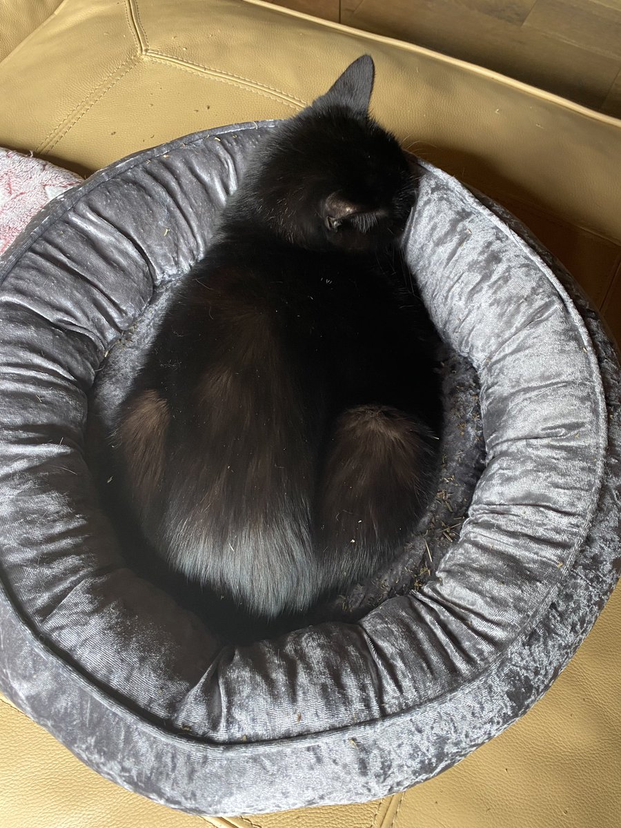 Gorgeous 🍞 in 🍩 from Missy 🐈‍⬛ #kittyloafmonday #panfursquad #CatsOfTwitter #blackcats