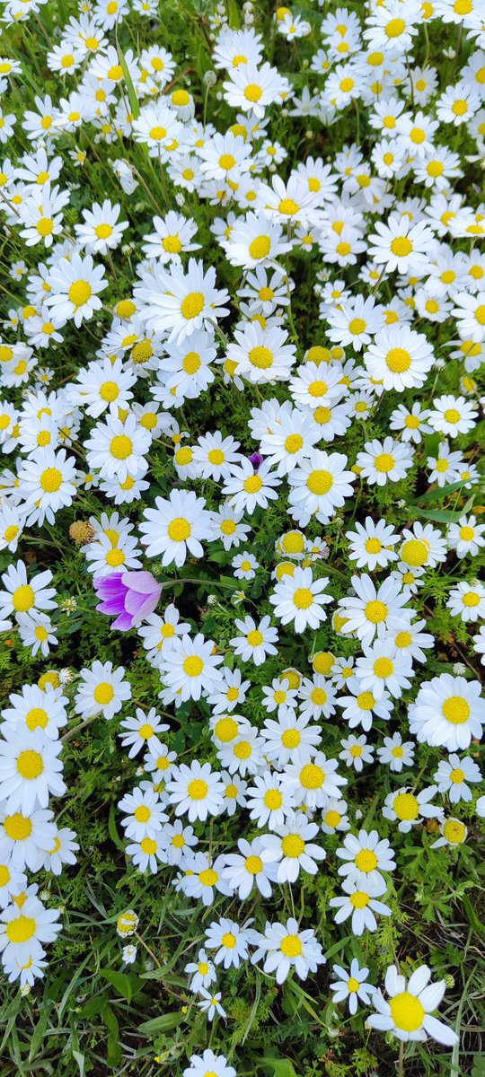 You belong
Today
Tomorrow
And yesterday
Love is a dream
Like a tree
Roots itself
Into ground
Your divine energy
Surrounds
Power of light
Everywhere in sight
Mighty river flows
Incredibly deep
Ocean never
Sleeps
Your heartbeat
Is a song
Like magic
Makes you believe
You’re in bloom