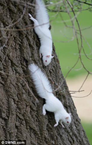 Rare Albino Squirrel.🤍🩷🖤