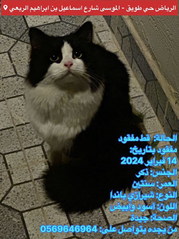 missingpetscare's tweet photo. قط مفقود بتاريخ: 14 فبراير 2024 الموافق ١٤٤٥/٨/٤ هـ
الرياض حي طويق الموسى ، شارع إسماعيل بن ابراهيم الربعي
الجنس: ذكر / العمر: سنتين / النوع: شيرازي باندا / اللون: أسود وابيض / الصحة: جيدة
من يجده يتواصل على: 
جوال: 0569646964 
اكس: @muostka 

#قطط_الرياض #قط_مفقود #قطط_مفقوده #تبنى_لاتشتري #تبنى_لا_تشتري 
  @aad_fs @Candle310 @Bnota1886 @ftomy2021 @resqueingcats @lostnfound_sa @RiyadhCats