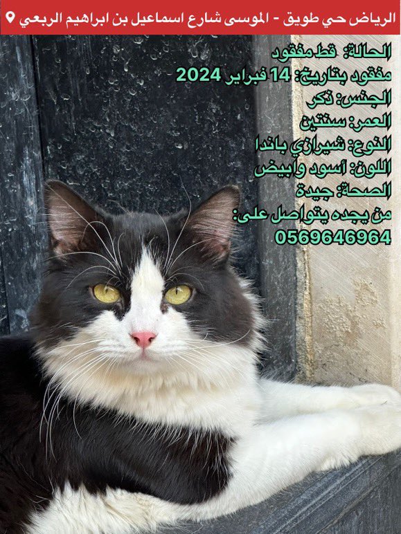 missingpetscare's tweet photo. قط مفقود بتاريخ: 14 فبراير 2024 الموافق ١٤٤٥/٨/٤ هـ
الرياض حي طويق الموسى ، شارع إسماعيل بن ابراهيم الربعي
الجنس: ذكر / العمر: سنتين / النوع: شيرازي باندا / اللون: أسود وابيض / الصحة: جيدة
من يجده يتواصل على: 
جوال: 0569646964 
اكس: @muostka 

#قطط_الرياض #قط_مفقود #قطط_مفقوده #تبنى_لاتشتري #تبنى_لا_تشتري 
  @aad_fs @Candle310 @Bnota1886 @ftomy2021 @resqueingcats @lostnfound_sa @RiyadhCats
