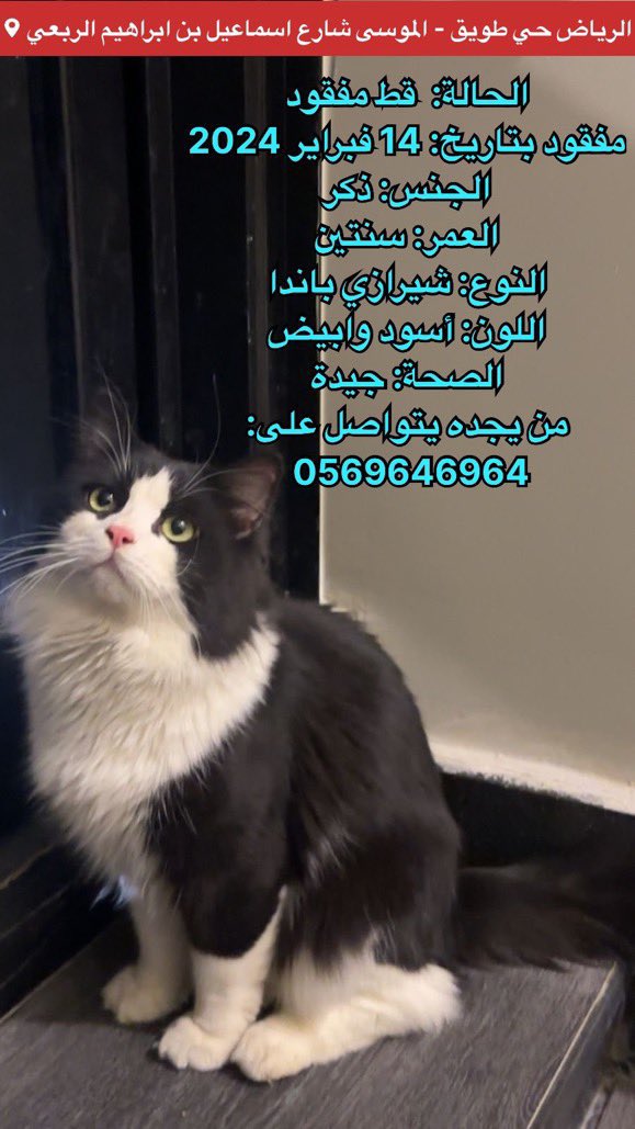 missingpetscare's tweet photo. قط مفقود بتاريخ: 14 فبراير 2024 الموافق ١٤٤٥/٨/٤ هـ
الرياض حي طويق الموسى ، شارع إسماعيل بن ابراهيم الربعي
الجنس: ذكر / العمر: سنتين / النوع: شيرازي باندا / اللون: أسود وابيض / الصحة: جيدة
من يجده يتواصل على: 
جوال: 0569646964 
اكس: @muostka 

#قطط_الرياض #قط_مفقود #قطط_مفقوده #تبنى_لاتشتري #تبنى_لا_تشتري 
  @aad_fs @Candle310 @Bnota1886 @ftomy2021 @resqueingcats @lostnfound_sa @RiyadhCats