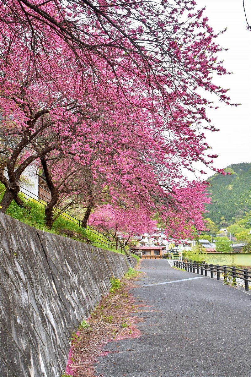 no0point's tweet photo. 花桃✨吉田元気村✨埼玉県秩父市✨その２

#花桃 #花 #flower #Photography #風景写真 #空 #キリトリセカイ #ファインダー越しの私の世界 #写真撮ってる人と繋がりたい #写真好きな人と繋がりたい #TLを花でいっぱいにしよう https://t.co/rMPiGqgXZT