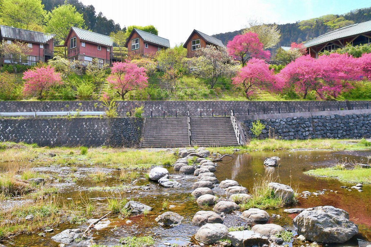 no0point's tweet photo. 花桃✨吉田元気村✨埼玉県秩父市✨その２

#花桃 #花 #flower #Photography #風景写真 #空 #キリトリセカイ #ファインダー越しの私の世界 #写真撮ってる人と繋がりたい #写真好きな人と繋がりたい #TLを花でいっぱいにしよう https://t.co/rMPiGqgXZT