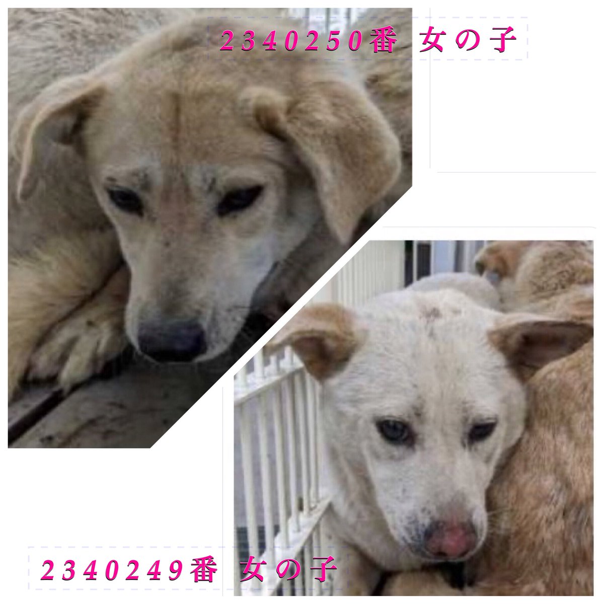 Rubylov65969168's tweet photo. ＃香川県

🆘どうか助けて下さい‼️🆘

殺処分対象が続きます‼️

3匹で寄り添い合い生きて来た子達

言葉無きこの子達の代弁を
させて下さい

一度でいいから優しくしてもらいたい
一度でいいからお腹一杯食べたい
  生きたい‼️生きていたい‼️

里親希望様
@wannyanpeasmailへ
ご連絡をお願いします🙏 https://t.co/9IpzzjXagB