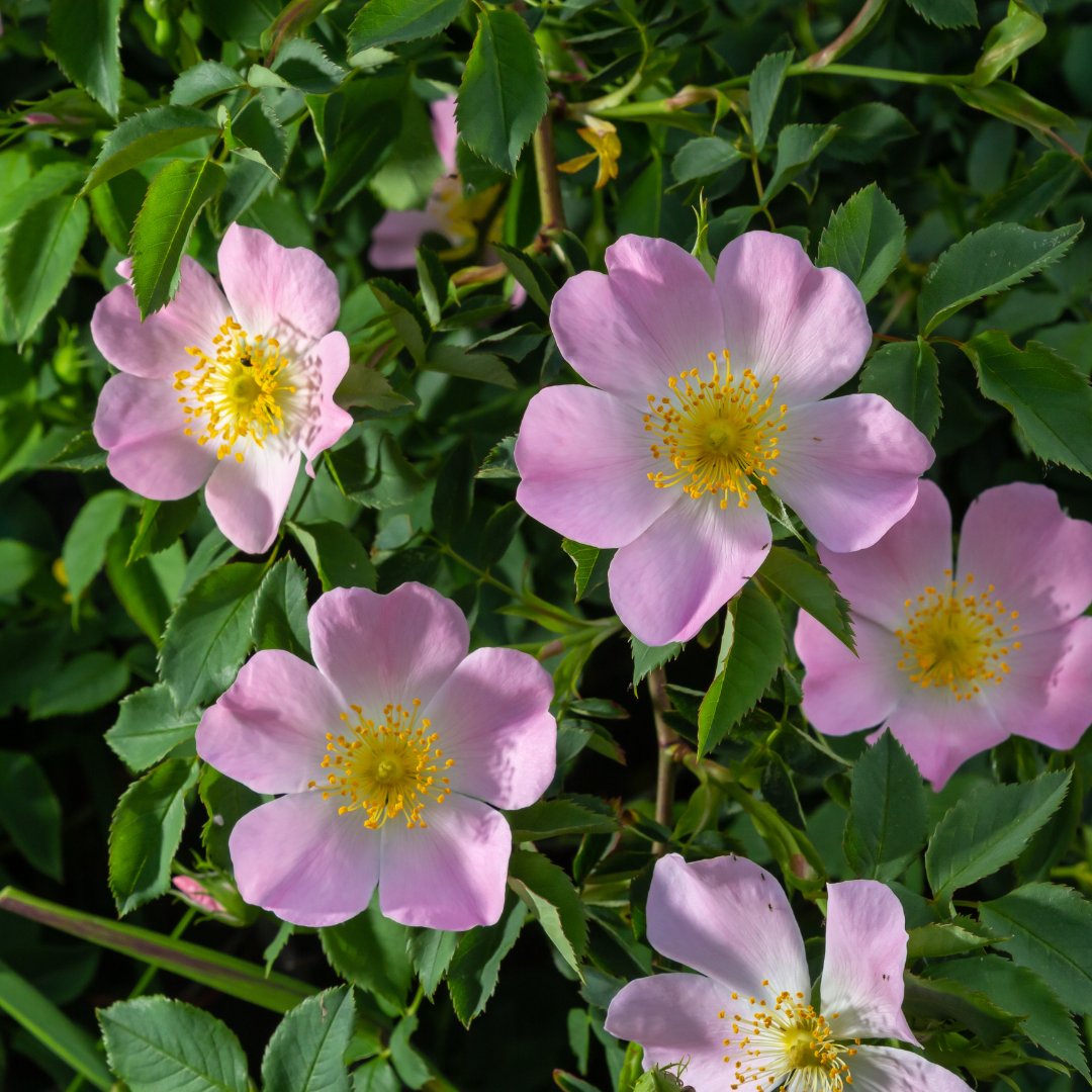 #DillunsDeBiodiversitat I Bon inici de setmana plujós🌧️! Aprofitant que demà és la Diada de Sant Jordi us presentem aquest arbust autòcton: el roser silvestre🌹! De nom científic Rosa canina🧐. Obrim fil👇