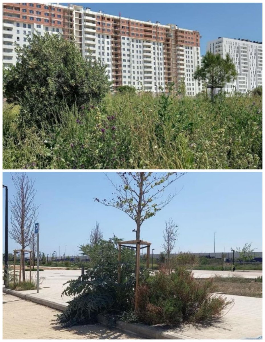 🌾🍃 Des de Decidix denunciem la desatenció que provoca el creiximent sense control de vegetació en els solars de #Turianova. Tots els barris de la nostra ciutat mereixen uns servicis públics adequats. 🫵¡Decidix tindre calitat de vida!