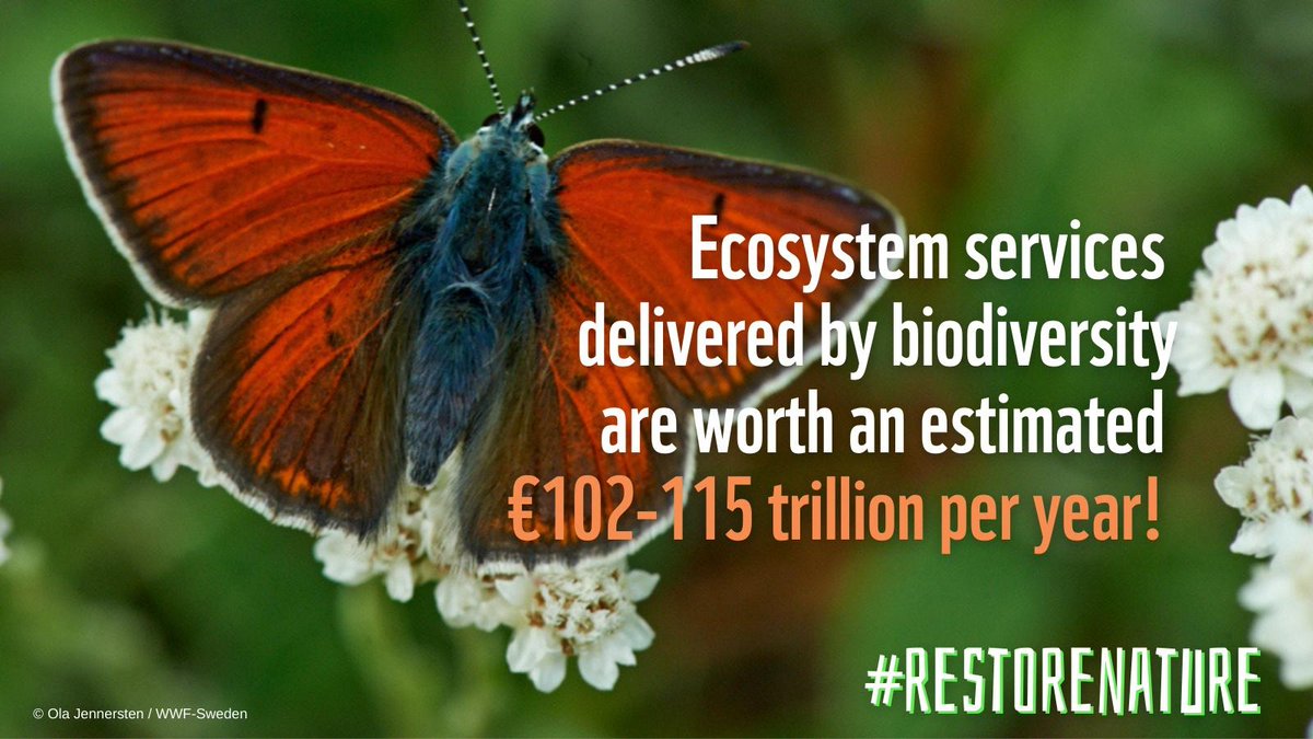 Today we celebrate #EarthDay & reflect on everything nature provides us with 

Sadly, our nature in Europe is in pitiful shape & protecting it is not enough. We need to #RestoreNature!

@EUCouncil, Europeans urge you to adopt the Nature Restoration Law