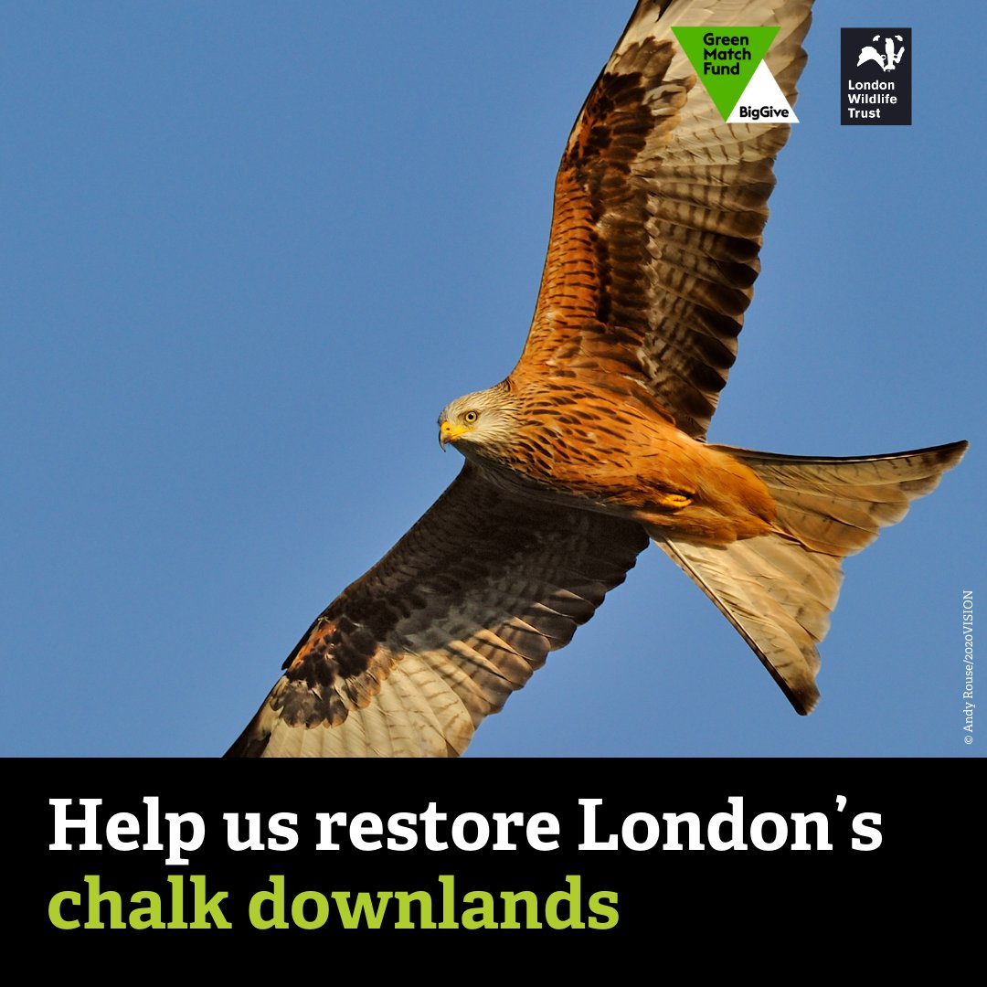 This #EarthDay, help us restore London’s wild downlands by donating to our @BigGive appeal! As our target has been met donations will no longer be matched – but any gift you give will help us continue to protect wildlife all over London 💚 Donate here: donate.biggive.org/campaign/a0569…