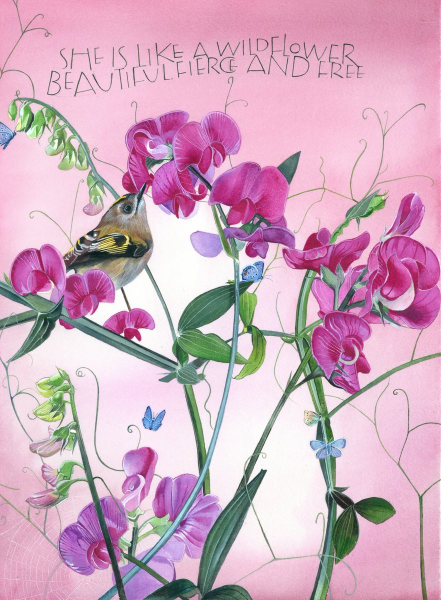 Perennial Sweet Peas. 

Author unknown - 'She is like a wildflower. Beautiful fierce and free'.

And the joy that is a Goldcrest and Common Blue butterflies. 

Watercolours on watercolour paper. 

I've tried hard spread these round the garden but to no avail.