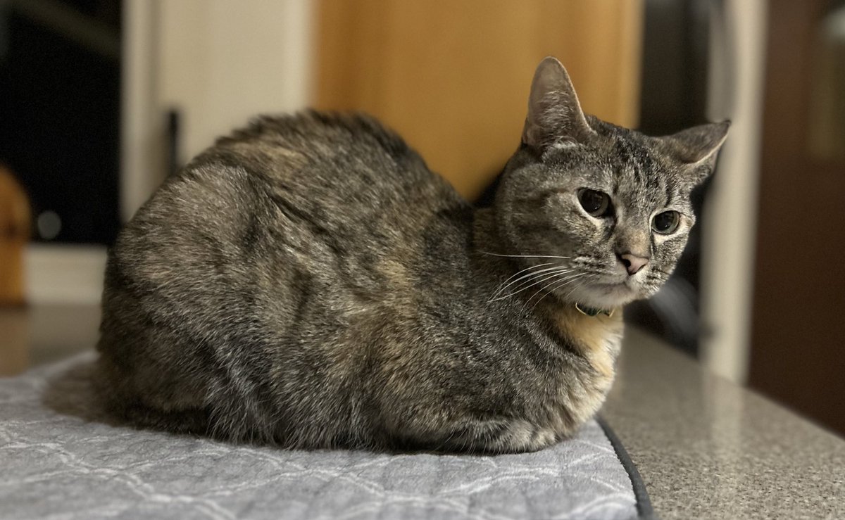 #kittyloafmonday We hope you have a marvelous day! #CatsOfTwitter #CatsOfX #TabbyTroop #MondayCanBeHard #Mondayvibes