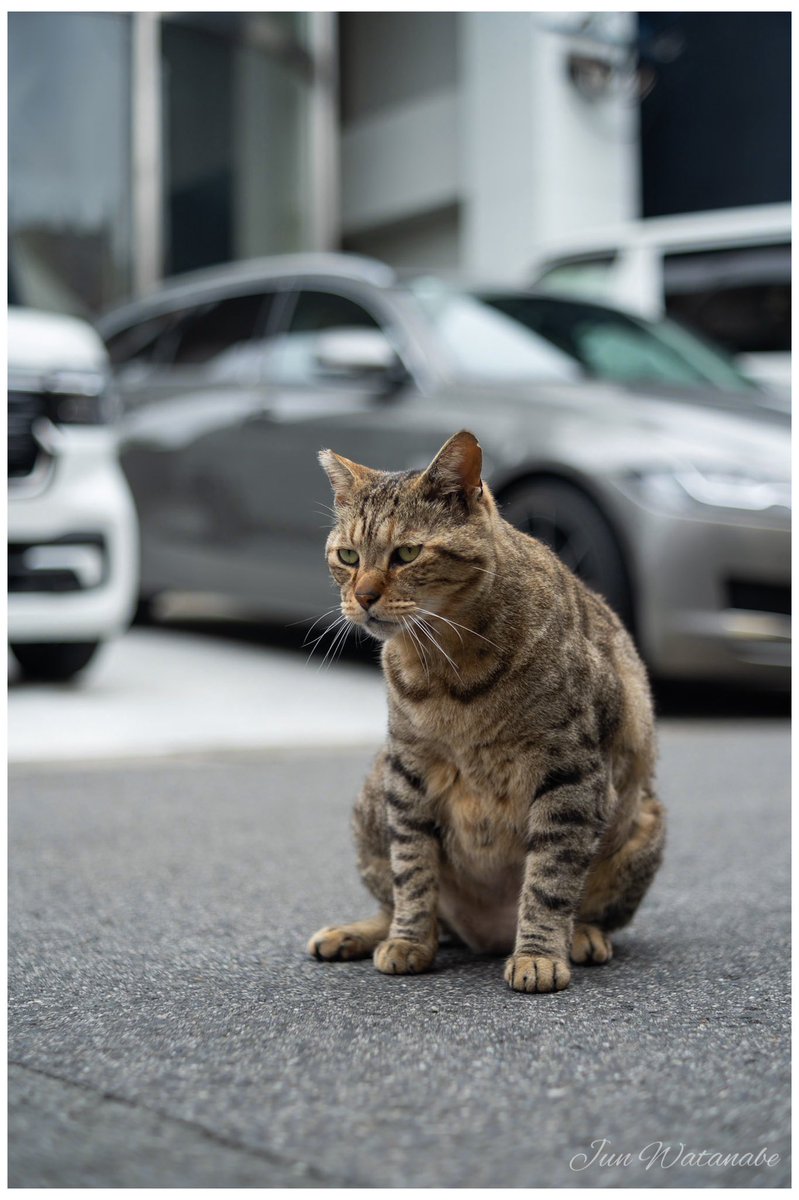 Camera:SONY α7III Lens:FujiPhotoFilm X-Fujinon 55/2.2 #AnimalLovers #cat #cats #CatsLover #CatsOfTwitter #photograghy #animalphotography #landscape #oldlens #SonyAlpha #オールドレンズ #猫 #ネコ #ねこ #オールドレンズ #写真好きな人と繋がりたい #カメラ好きな人と繋がりたい