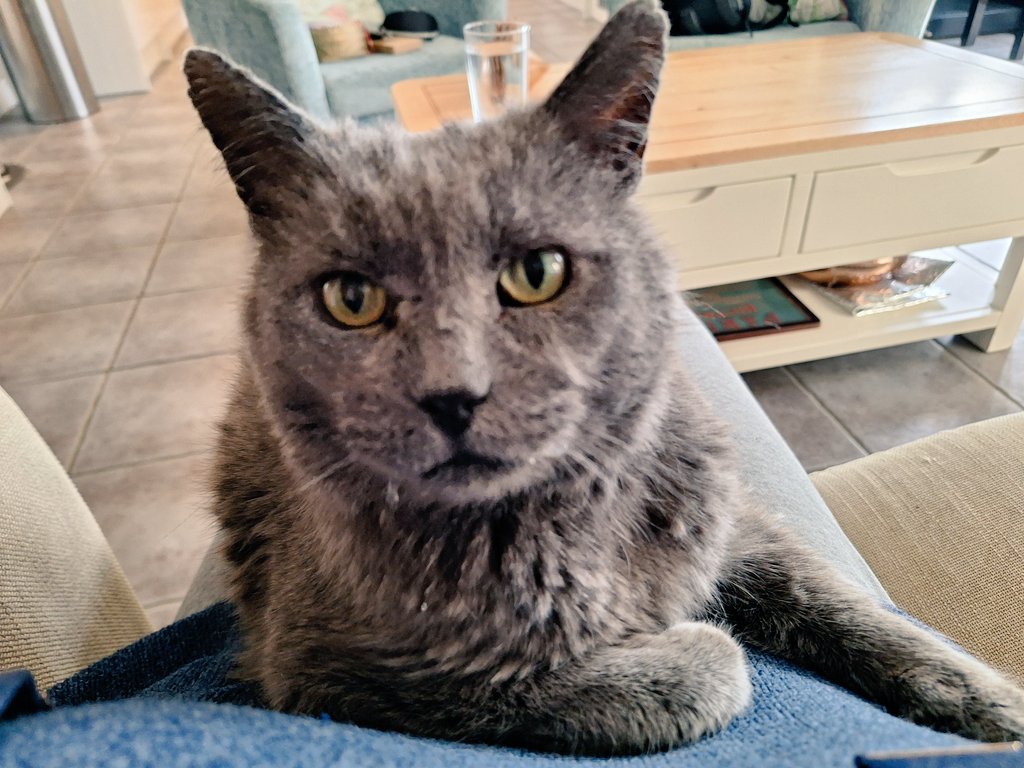 You want to stand up, mum? Things to do? I don't think so. You aren't going anywhere until I am ready to get off your knee. Your bladder control is of no interest to me. 😼😸 #CatsOfTwitter #CatsOfX #WhosInCharge #ShouldntHaveHadThatOtherCupOfTea