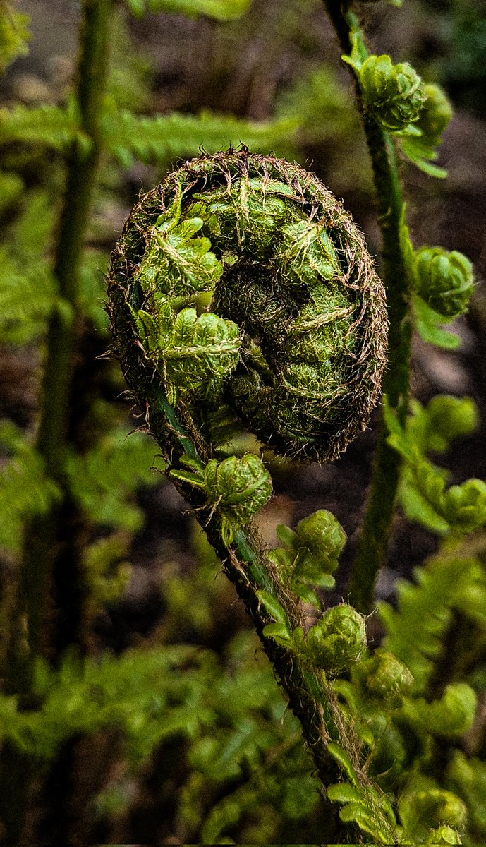 There's something so beautiful about ferns 💚💚💚💚 #macro #photography #forest