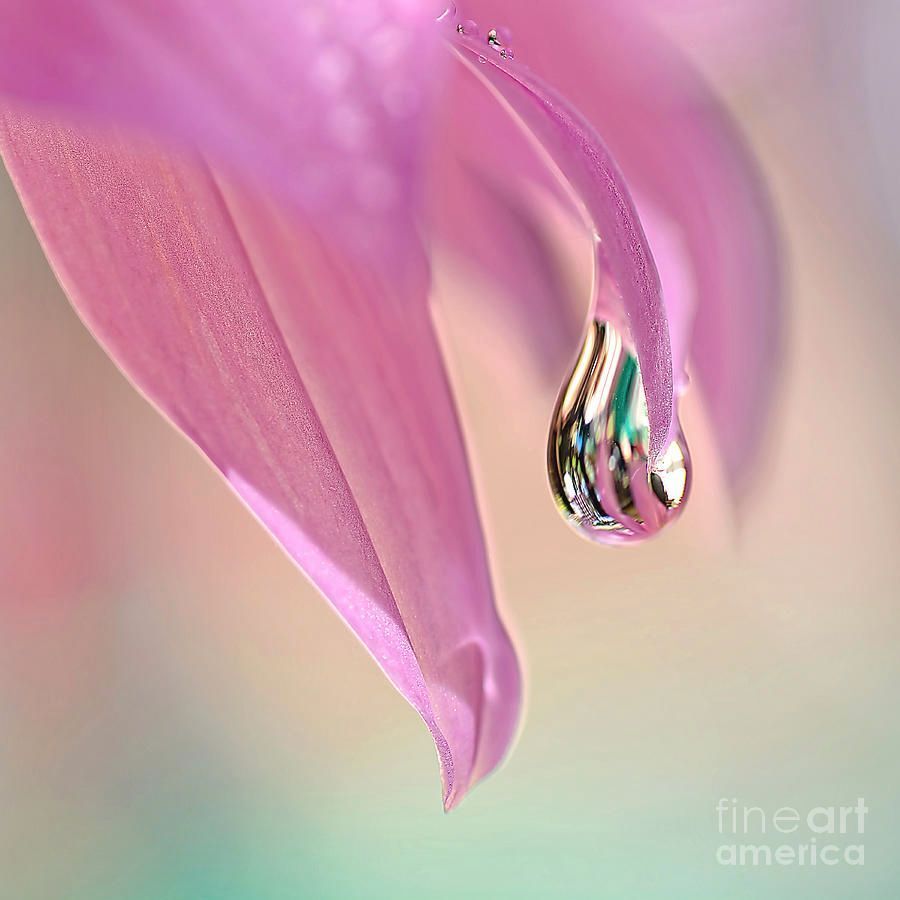 #Spring #Raindrop By Kaye Menner #Photography #prints #lovely #products at: bit.ly/4b3yKsf #Art #BuyIntoArt #AYearForArt #Artist #FineArtAmerica