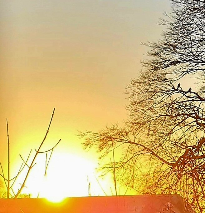 Monday's daily theme picture is 'golden yellow'. 
As it's a grey mizzley day, I thought this golden yellow Sunrise taken from my old flat in Oswestry,North Shropshire,would be nice to post again, to remind us we do have sunny days!