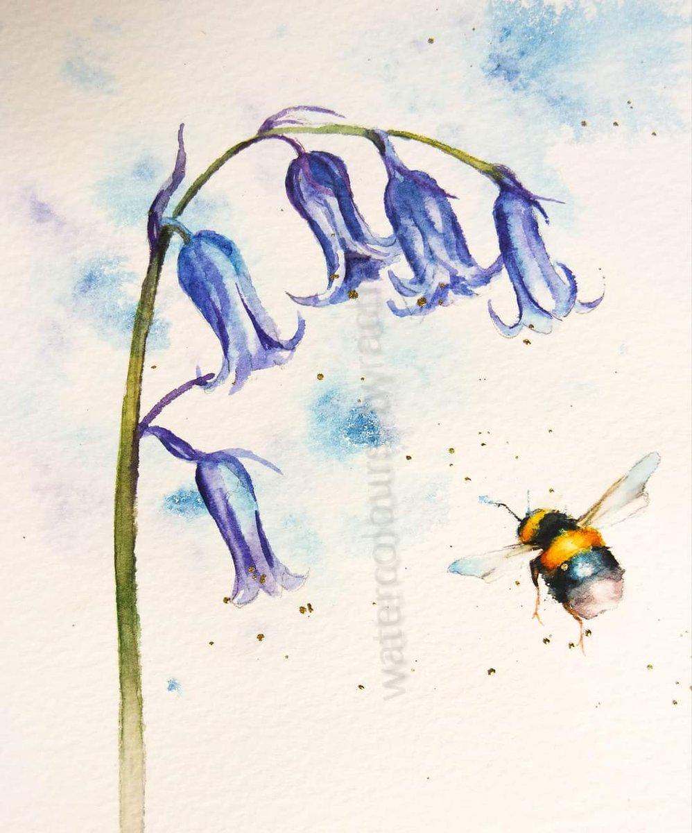 It's blue bell time !

Happy Monday x

#watercolour #bluebells #watercolourpainting #bluebellwoods #bumblebees #Devon #Spring #flowers #bees #savethebees #painting #art #paint #artist #savethebees #woodland