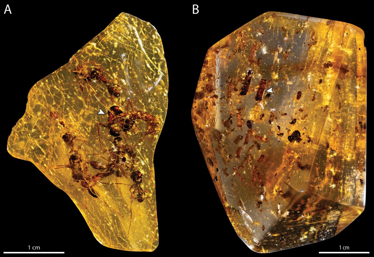 @leohockbarpold found an amber collection in the @PhylMuseum ! We clarify as much as possible where it comes from (most of it turned out as young african copal), described the species in it and reviewed fossil taxonomy for some of the included groups. dez.pensoft.net/article/112433/