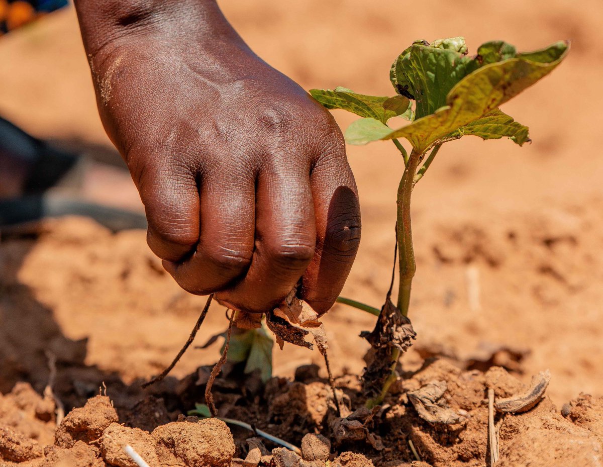 On #EarthDay, let’s renew our collective commitment to combatting climate change & protecting our planet. @WFP_Tanzania supports farmers adopt climate-smart agriculture practices to increase productivity, reduce emissions & strengthen resilience. #ClimateActionNow.