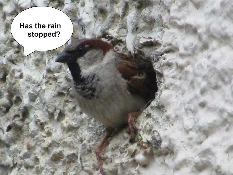 Brownlowpd65's tweet image. Well, for now it has... But take no chances. Stay indoors, curled up with a good book. hobartbooks.com/product-page/b… #springandsummer #rain #cosycrime #crimesniffers #Brighton #Brownlow #JudyUpton #BooksWorthReading #Bookstagram #BookTwitter  #Books #crime #petdetectives #Sussex