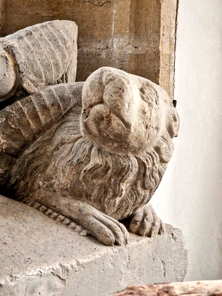 One of two late C14th effigies languishing on the windowsills at St Peter, Dorchester, #Dorset for #MonumentsMonday, with a #tinylion apparently somewhat offended by his new position ... or a bad smell!