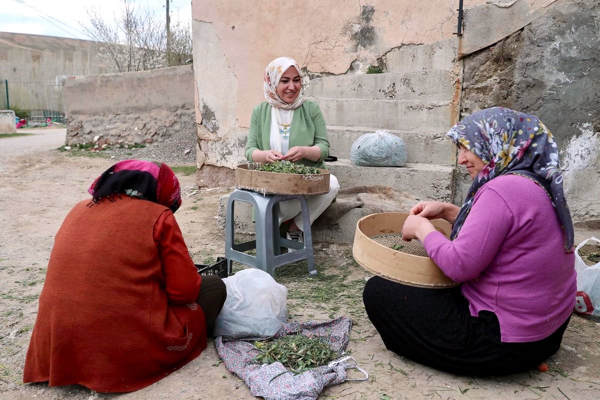 Sivas için Madımak ve yemlik zamanı 😍

Yeni bir güne ve yeni bir haftaya Bismillah...  

Rabbim işlerinizi kolaylaştırsın, hayra tebdil eylesin.  🤲🏻

Sultan Şehir'den, Sivas'ımızdan selamlar. 🥰

#sivas #Sultanşehir