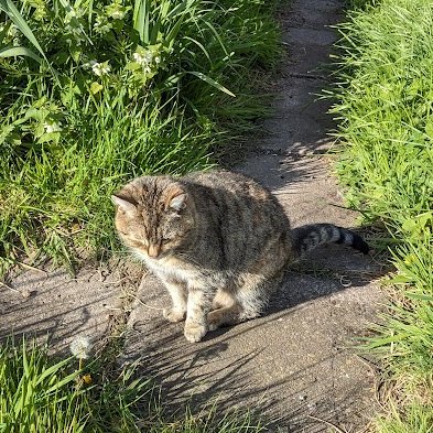 (Janet) I've noticed lots of humans going to the MG recently so when it went dark and nobody was around I went to have a look. I had the shock of my life when I saw Robert there! I didn't go too close to him, we just stared at each other. Isn't it strange that he has come back?