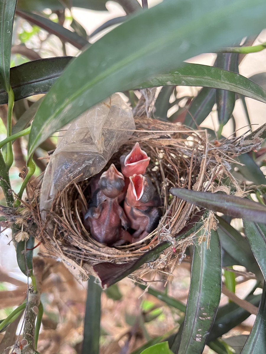 Afroz shah tweet media