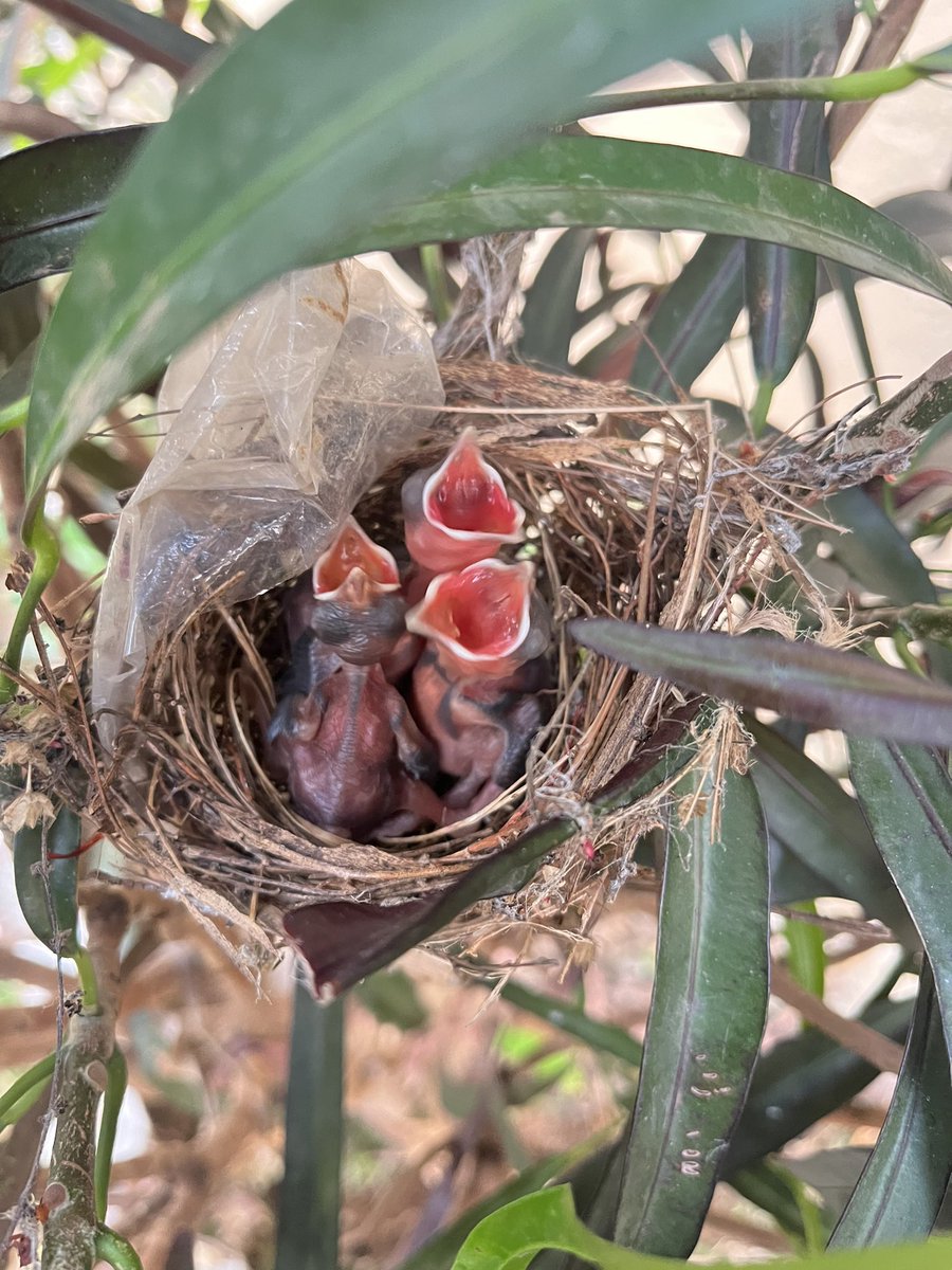 Week 476 . Our work in Taluka Maval - takes us to exciting spots . Our neighbours in the village Aapti - A beautiful bird - cute newly born Red vented bulbul - a threatened species under IUCN Charter . Our work on saving the planet - plastic pollution and circular economy -…