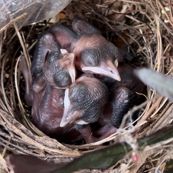 Afroz shah tweet media