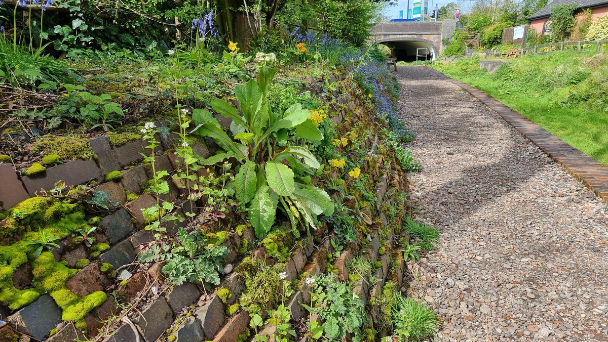 Have you seen the living wall at Gallows Wharf? It's really coming into its own now, with flowers blooming through the brickwork.

Great work team!